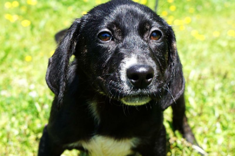 Maverick is the pet of the week. He is a 4-month-old Labrador/hound mix.