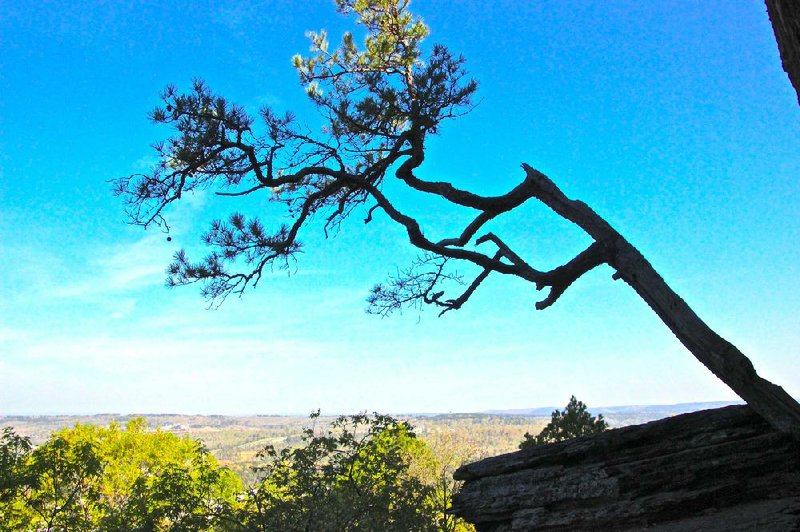 A lone, wind-twisted pine clings to the base of the cliff at Heber Springs' Sugarloaf Mountain.
The hike to the top is short, but steep, and climbers must be in good shape to make the final rocky ascent. The view is still impressive from the trail around the rim.

Photo by Michael Storey