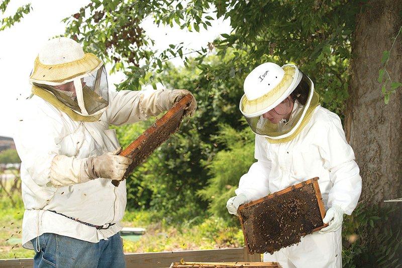 Beekeepers Richard Vardaman and Madison Burks check the honeycombs of a beehive in White County during the summer of 2013. Those interested in beekeeping for a hobby can hear about the need for more bees to pollinate crops and how to start building a hive at 6 tonight at the Clark County Fairgounds. The meeting will be hosted by the Clark County Master Gardeners.