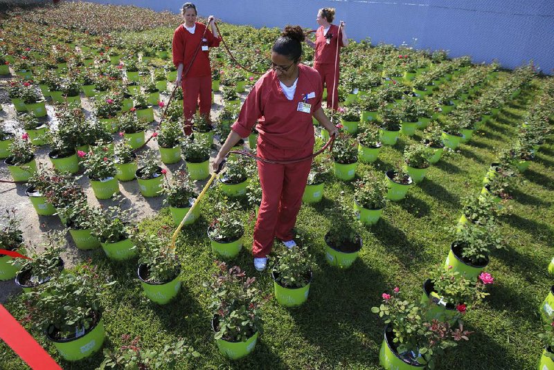 Inmates Jamie Ross (from left), Faith Randolph and Amy Ahumada water roses Tuesday at the Southeast Arkansas Community Correction Center in Pine Bluff. 