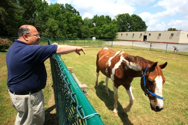 In this May 2012 file photo, Little Rock Animal Services Manager Tracy Roark points out the injuries of a rescued horse that was being kept at the Little Rock Animal Village. Roark was recognized Tuesday, May 6, 2014, as Little Rock's employee of the year.