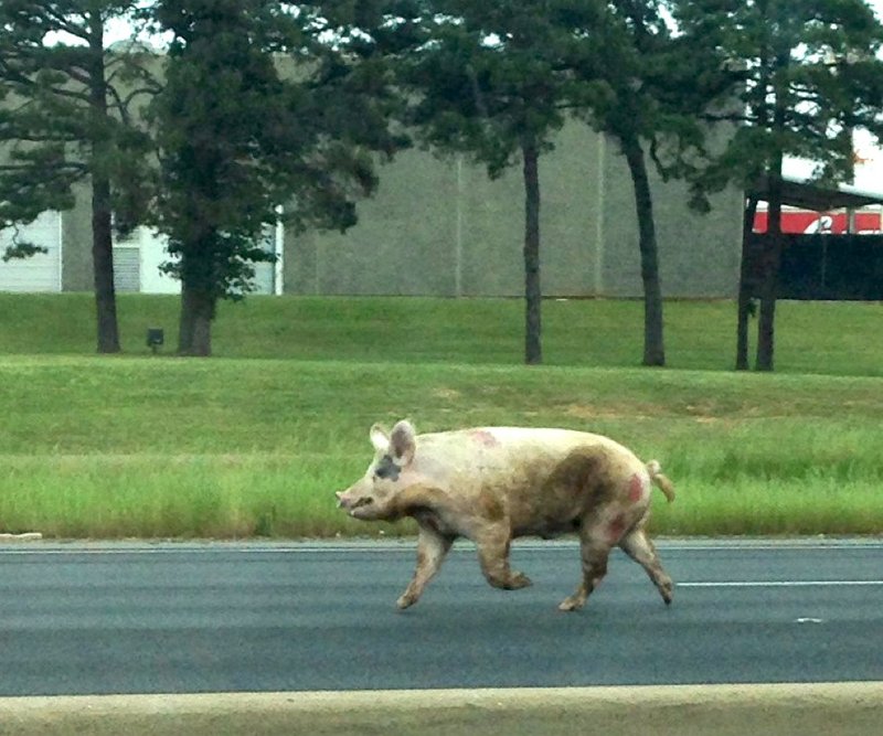 A pig runs down westbound Interstate 30 near 65th Street in Little Rock on Thursday, May 8, 2014. 
