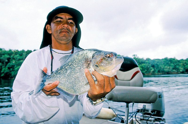 Fishing guide Wilson Rodriguez displays a big piranha caught by Keith Sutton.