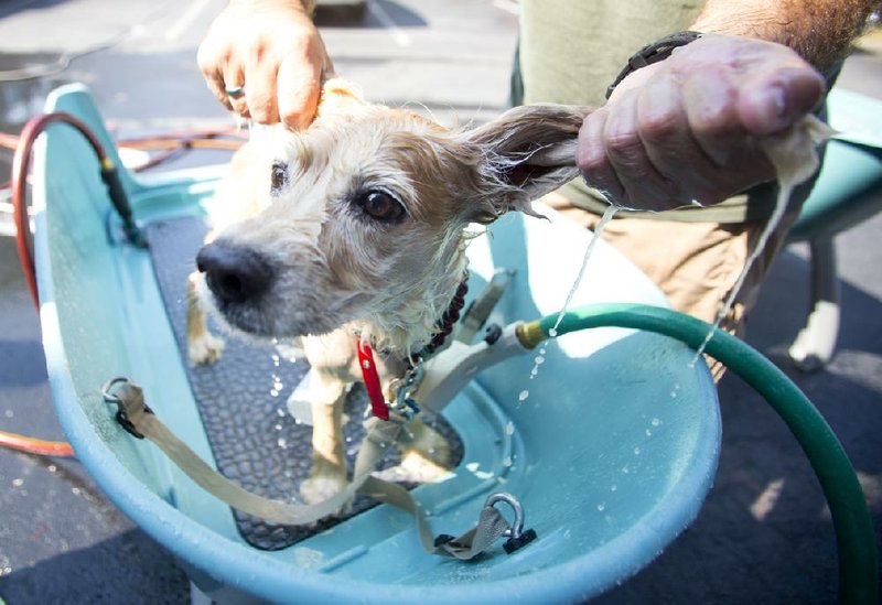 It’s time for spring cleaning to go to the dogs. The Humane Society of Pulaski County’s dog washes are now underway with one scheduled for 9 a.m.-2 p.m. Saturday at Kroger, Cantrell Road and Polk Street. Cost is a $15 donation. Call (501) 227-6166 or visit warmhearts.org. 