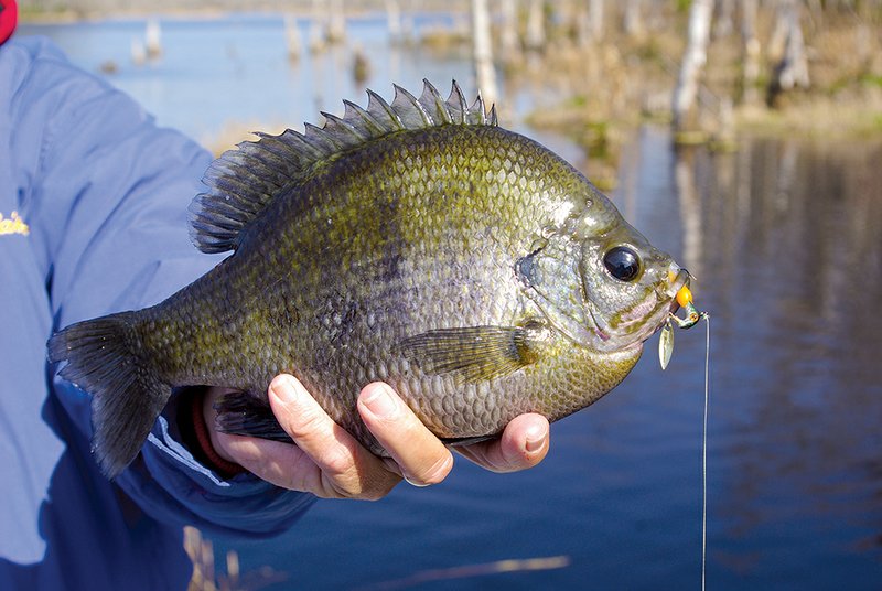 Power tactics trigger reflexive strikes from bream, helping the angler entice big slabs like this hefty bluegill.