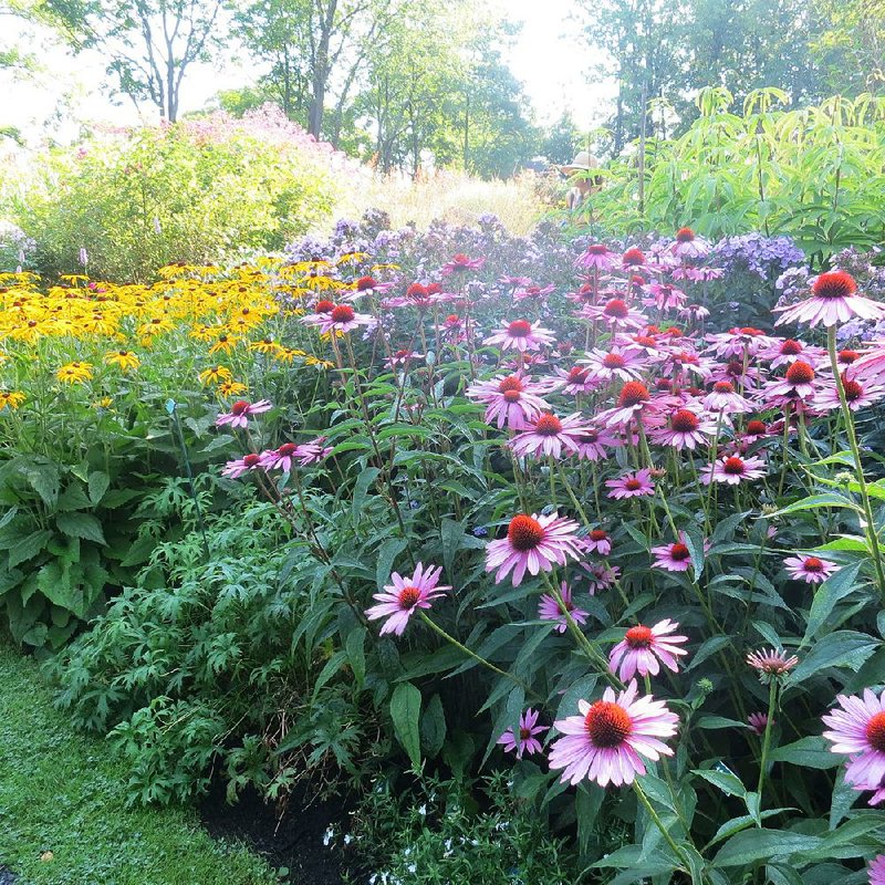 Purple coneflower (echinacea), with its classic pink blooms, remains the best choice for Arkansas gardens despite the fancy new echinaceas available. In the back, another great perennial, rudbeckia (Black Eyed Susan), brings the sunny yellow. 