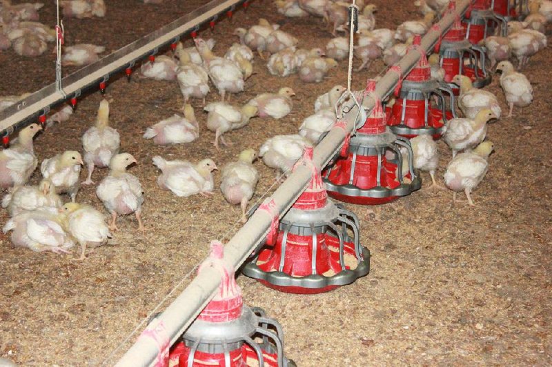 Arkansas Democrat Gazette/TINA PARKER - 05/14/2014 -  A lock of 21-day-old chickens gather near the feeders at a chicken house on Buena Vista Farms, owned by Kirk Houtchens. Each of his chicken houses are equipped with automatic feeders that are managed by a control room.
