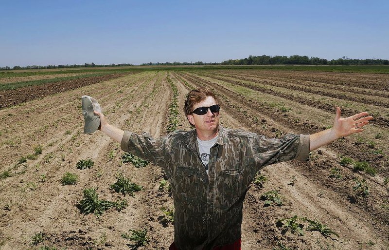 Arkansas Democrat-Gazette/JOHN SYKES JR. - Owner of Tyboogies Restaurant, Keith Forrester, at Whitton Farms, just outside Tyronza. The wide open fields of his family farm will supply the restaurant with produce.