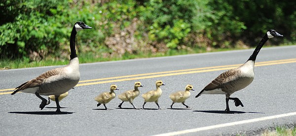 Geese crossing | Hot Springs Sentinel Record