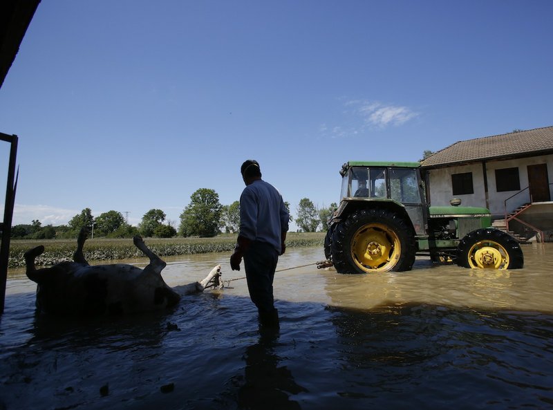 A dead cow is towed away to taken by the Bosnian military from a farm near the Bosnian town of Bosanski Samac along river Sava, 200 kms north of Bosnian capital of Sarajevo, on Tuesday, May 20, 2014. 