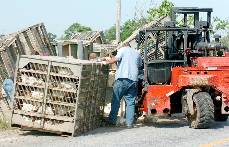 Photo by Randy Moll Workers from Simmons gathered chickens and transferred them to new cages following a one-vehicle rollover accident involving a Simmons chicken truck on Arkansas Highway 102, west of Decatur, on Friday morning. The driver was cited for failure to maintain control of his vehicle. No injuries were reported for the driver, and most of the chickens survived the accident as well and were reloaded onto another truck.