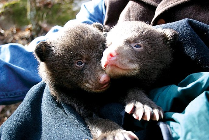 Courtesy Photo A pair of Arkansas black bear cubs are assessed for weight, age, sex and measurements as part of a study done in 2010 by Myron Means, Arkansas Game &amp; Fish bear coordinator. The data determines the overall health of bears in Arkansas. The cubs were 7 months old at the time and weighed 4 pounds each.