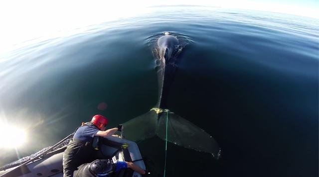 In this Thursday, May 15, 2014 photo provided by KSBW-TV, marine biologists free a humpback whale that had become entangled with a steel rope attached to a 300-pound crab trap, off the coast of Santa Barbara, Calif. The heavy crab pot was preventing the whale from diving to feed. (AP Photo/KSBW-TV)