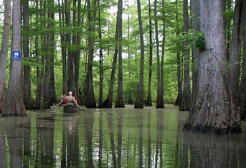 Arkansas Democrat-Gazette/CELIA STOREY
Debbie Doss (right) and Margaret Stanley Bartelt lead a quiet float May 27 on the Arkansas Game and Fish Commission's Grassy Lake Water Trail, a path through a shallow lake of tupelo and cypress  in the Bell Slough Wildlife Management Area near Mayflower.