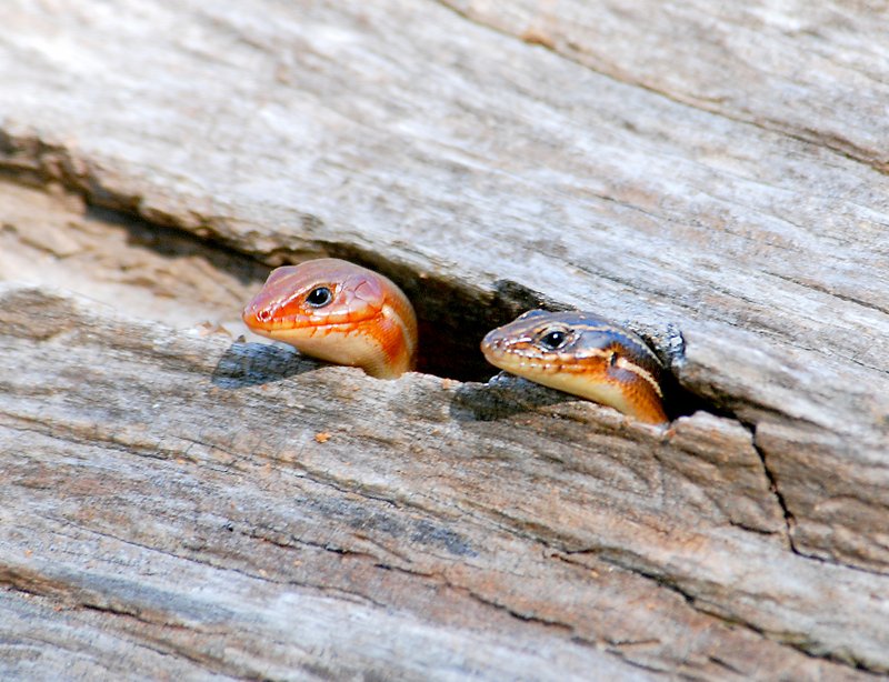 Photo by Terry Stanfill A pair of broad-headed skinks peer out from a crack in a log on June 3. The lizards are plentiful in forested areas of the southeast. The head of males becomes bright orange during mating season each spring. Females are noted for their five light-colored stripes which run the length of their bodies.
