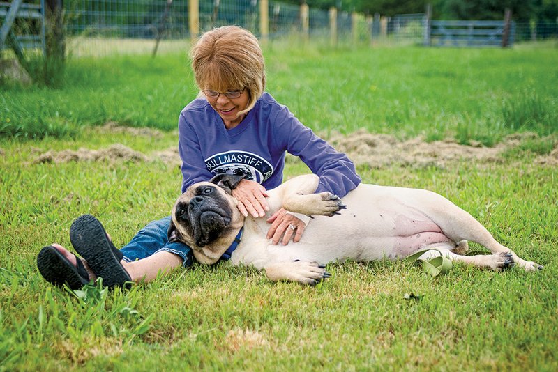Donna Hodge, the Arkansas state coordinator for American Bullmastiff Association Rescue Services, pets Momma, a rescued 8-year-old bullmastiff.