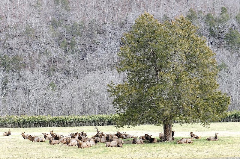 STAFF PHOTO FLIP PUTTHOFF
MADE IN THE SHADE
Elk along the Buffalo National River near Ponca lounge under a cedar tree on Friday afternoon. Elk can be seen in meadows in the Ponca and Boxley areas, particularly in the early morning and evening. These elk were found lounging at midday.