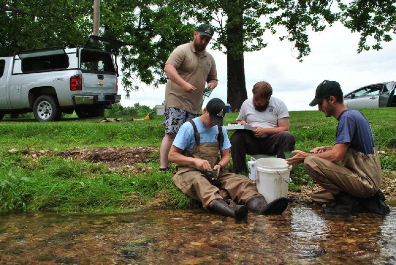 Arkansas Democrat-Gazette/Brian Fanney- From left to right, Matthew Livingston, fisheries assistant, Dave Woods, fisheries management biologist, Zach Morris, resource aide, and Adam Boman, fisheries management biologist, sample fish at Pierce City Park in Pierce City, MO. The Missouri Department of Conservation workers were sent to the park after a Tyson facility in nearby Monett, MO. caused a fish kill in Clear Creek between the two cities.
