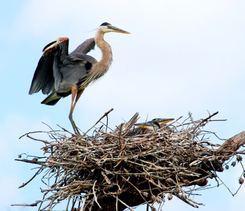 Photo by Terry Stanfill A great blue heron stands atop its nest on June 12 near Gentry. Its young can be seen in the nest.