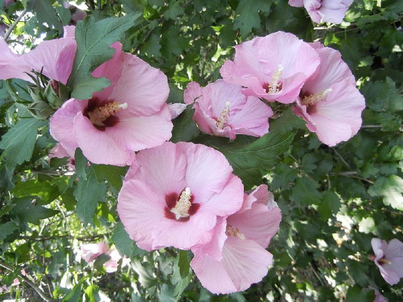 Special to the Democrat-Gazette/JANET B. CARSON
Althea or Rose of Sharon bloom on new growth; they reach 8 to 15 feet, depending on variety, but can pruned to keep their height in check.