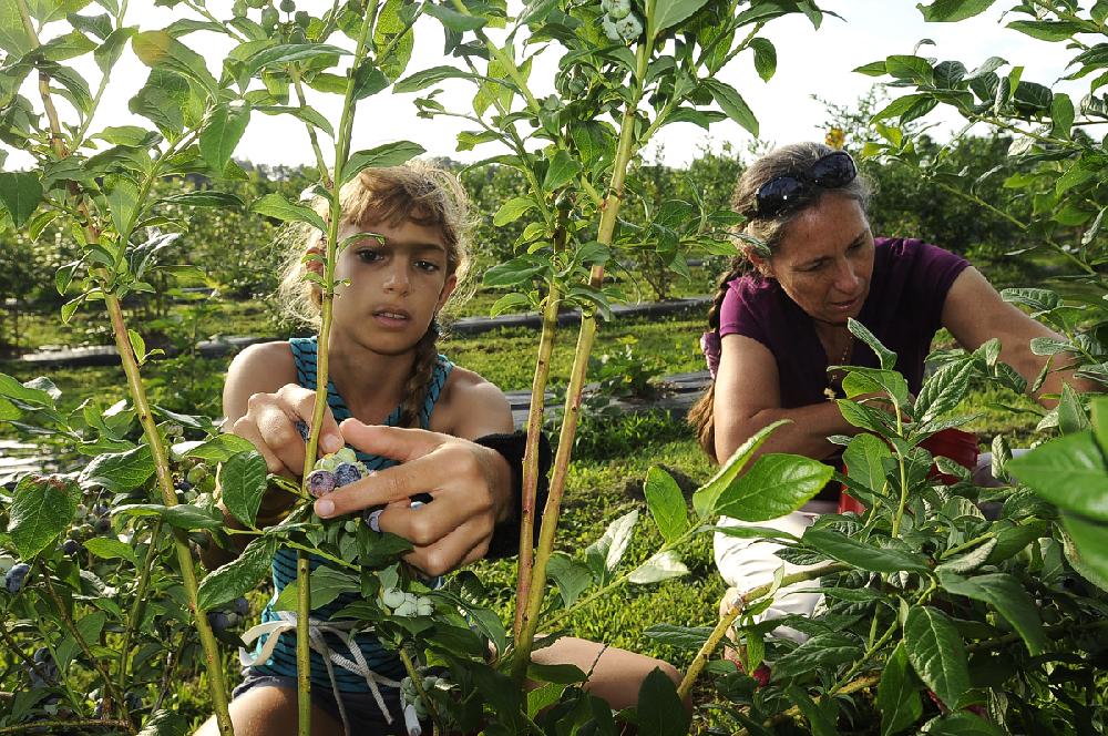 STAFF PHOTO FLIP PUTTHOFF 
RIPE FOR THE PICKING
Sadie Nordmeyer, 10, and her mom, Lorraine Nordmeyer, pick blueberries on Thursday June 19 2014 at Neal Family Farm in Rogers. The blueberry crop is abundant this year with rows of blueberries available for picking, said Linda Neal, who was assisting pickers Thursday morning. The farm, at 1246 W. Laruel Ave., is open Saturdays and Sundays starting at 7 a.m. Hours vary on weekdays. Search Neal Family Farm on Facebook for weekday picking information.