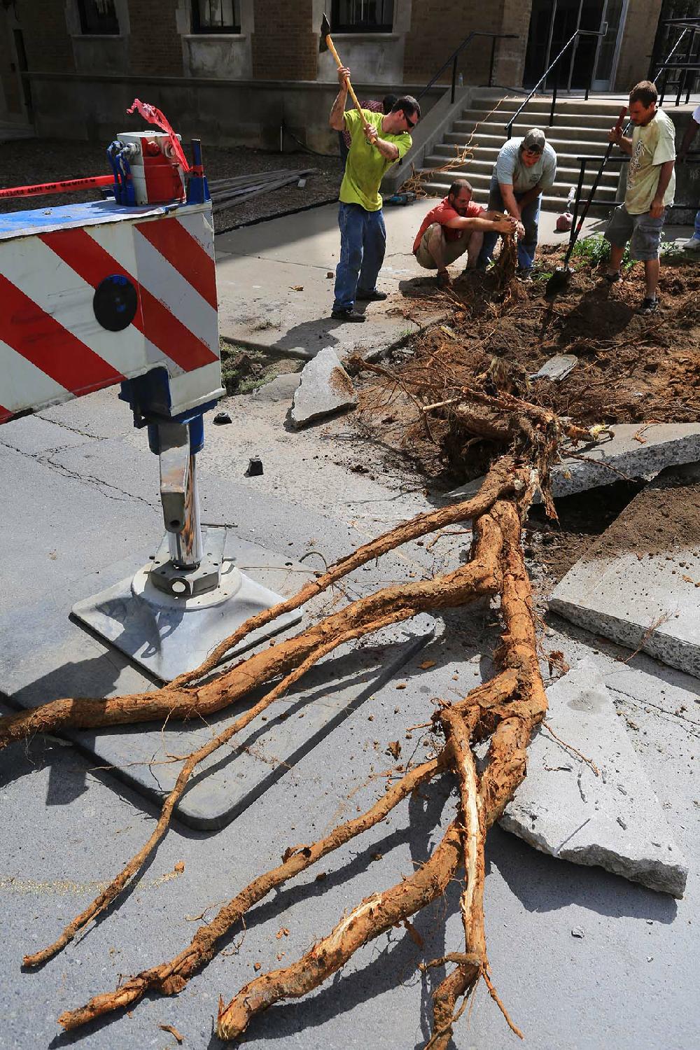 Arkansas Democrat-Gazette/RICK MCFARLAND --06/19/14-- Robert Morrison (from left) swings an ax as Brodie Nelson, Conner Olsen and Donald Lee, with Horticare, work to remove a large tree root from under the sidewalk they were replacing during the renovation of the Albert Pike Hotel, 701 Scott St., in Little Rock Thursday. The historic 10-story hotel, built in 1929, is undergoing a $5.8 million renovation project. The hotel now offers apartment and housing services for low-income seniors and aging adults.