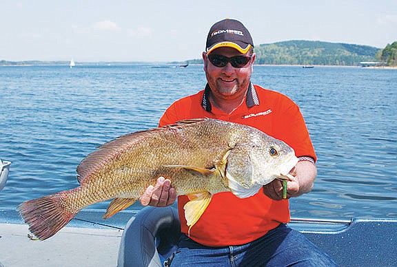 淡水ドラム用の魚淡水ドラム用の魚  