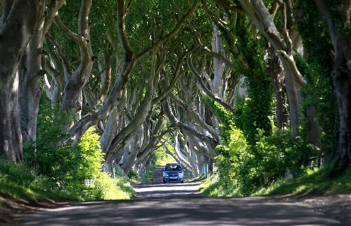 In this picture taken June 16, 2014, a car travels along the scenic avenue of beech trees at Dark Hedges situated 50 miles North from Belfast in County Antrim, Northern Ireland. The avenue featured in season 2 of the Game of Thrones as Ayra Stark makes her escape from Kings landing. 
