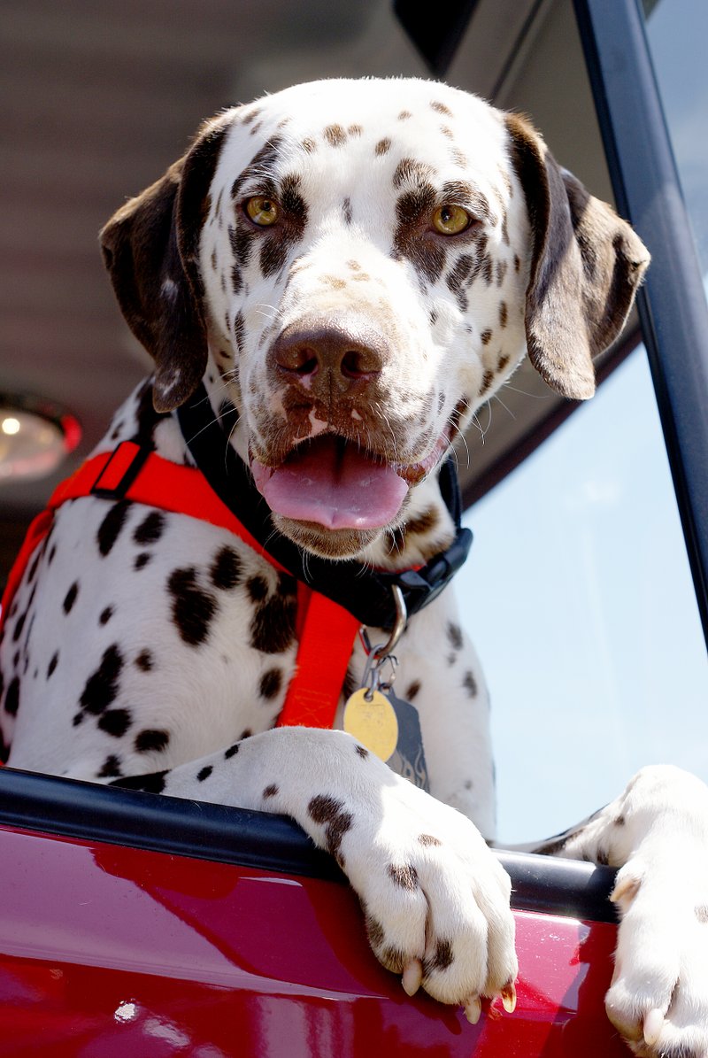 Blaze, mascot of the Sulphur Springs Fire Department, rode up front in a fire engine during the parade on Saturday. Photos by Randy Moll