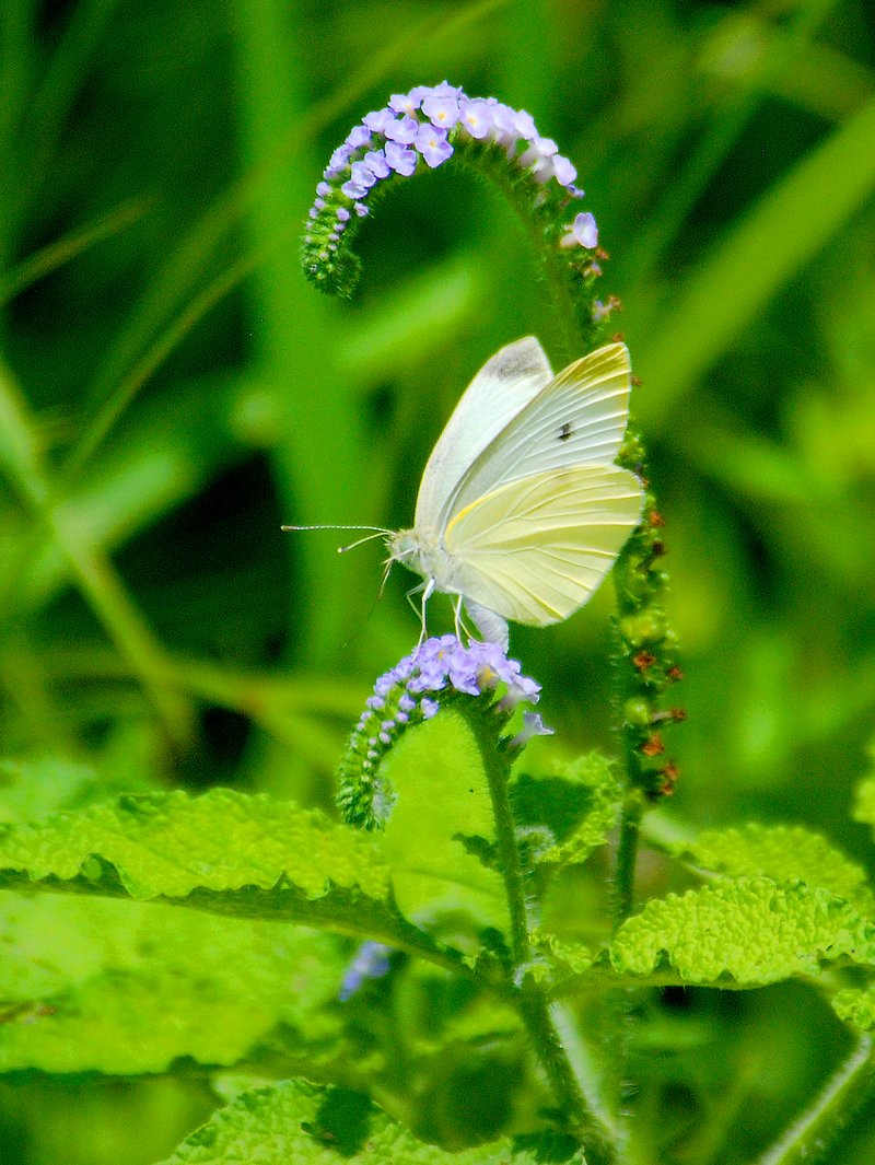 Photo by Terry Stanfill A cabbage white perches on the blooms of the indian heliotrope at the Eagle Watch Nature Area on Sunday.
