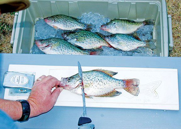 For the best flavor, crappie should be placed on ice after they’re caught. They can be filleted or pan-dressed to prepare them for cooking.