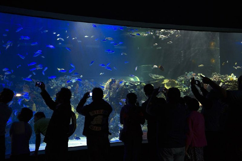 Mexico City underground aquarium mimics ocean Northwest Arkansas