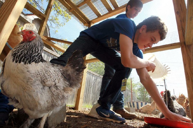 Arkansas Democrat-Gazette/BENJAMIN KRAIN --04/17/14--
Blake Keane, center, Haden Buckley, top, and other EAST students at North Little Rock Middle School work in the North Little Rock Community Farm on the school's campus. The students participating in the agriculture program get hands on experience managing a farm and are also responsible for selling the produce to restaurants and stores.