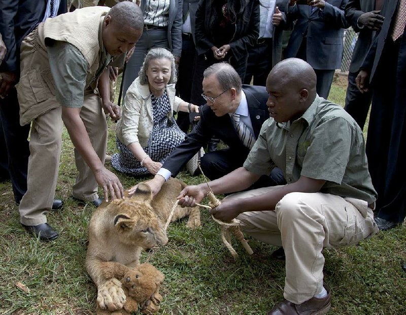 United Nations Secretary General Ban Ki-moon , second right, and his wife Ban Soon-Taek, second left, pet a lion cub which the Secretary General adopted giving the name Tumaini (Hope) during his visit to the Nairobi Orphanage in Nairobi, Kenya, Saturday, June 28, 2014, at the end of the UN Environment Assembly.  (AP Photo/Sayyid Azim, pool)