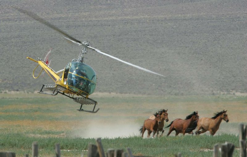 A helicopter is used in 2009 to round up wild horses on the Fox and Lake Herd Management Area in Washoe County, Nev. Advocates say wild mustangs are on the verge of extinction in North America and deserve protection under the Endangered Species Act.