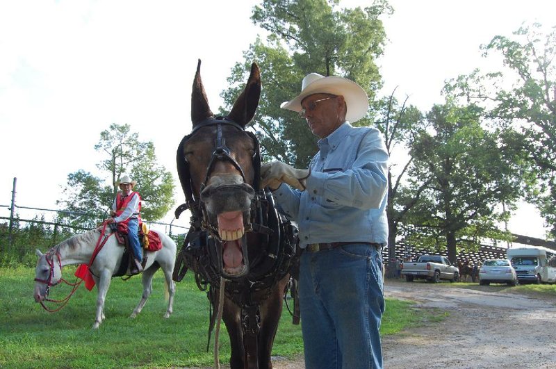 Jim Parker gets a mule ready Friday morning to pull a wagon in the John Henry Shaddox Wagon Train. This is the 37th year for the wagon train, which travels 71 miles over six days to arrive in Springdale just in time for the Rodeo of the Ozarks parade on Wednesday. Shaddox was Parker's father in law. Parker said he and his brother George have ridden in the wagon train every year since it began in 1977. Photo by Bill Bowden