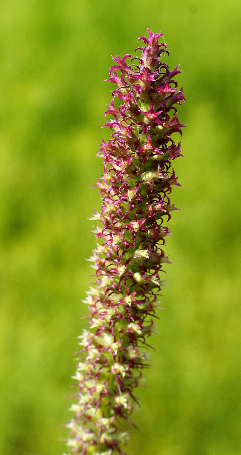 Photo by Randy Moll The liatris were beginning to bloom Thursday at the native prairie area known as Gentry Prairie, on the west side of the Gentry City Park. The native wildflowers may be in full bloom by the July 4 celebration.