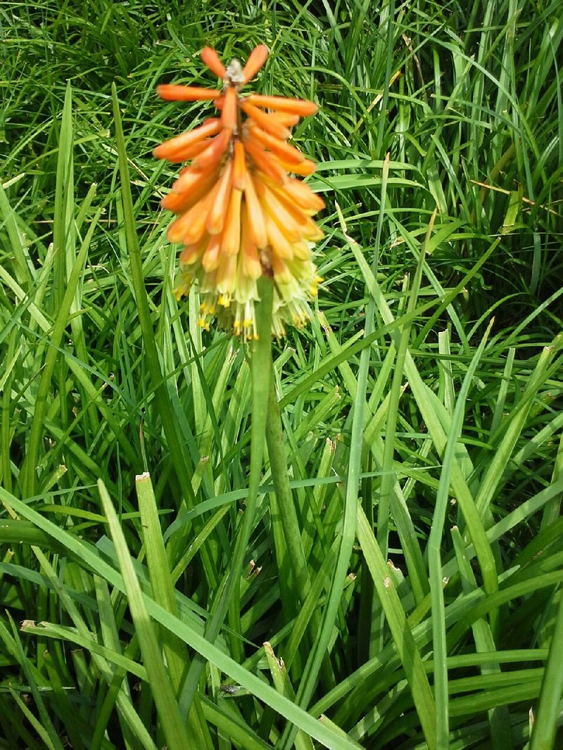 Special to the Democrat-Gazette/JANET B. CARSON
Red hot poker is a heat loving perennial also called torch lily (Kniphofia uvaria).