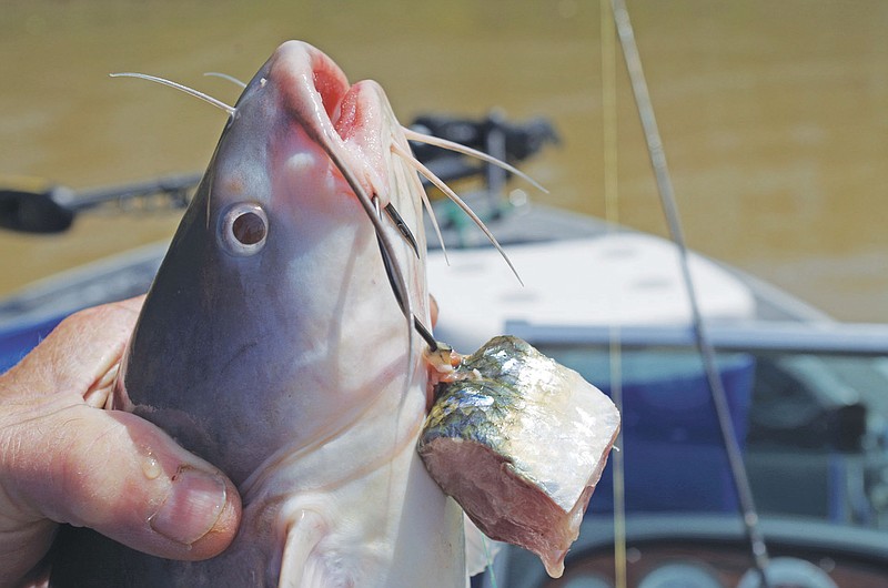 Chunks of fresh skipjack herring are the bait of choice for Mississippi River catfish anglers.