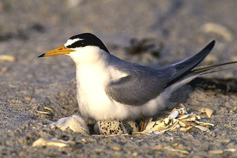 Several interior least terns were killed last month on an island in the Arkansas River. The birds are endangered and it’s illegal to harm them.