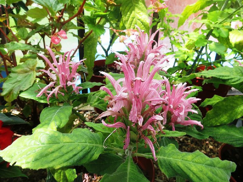 Special to the Democrat-Gazette/JANET B. CARSON
Pink flamingo flower (Justicia carnea) is not reliably winter hardy in Arkansas.
					