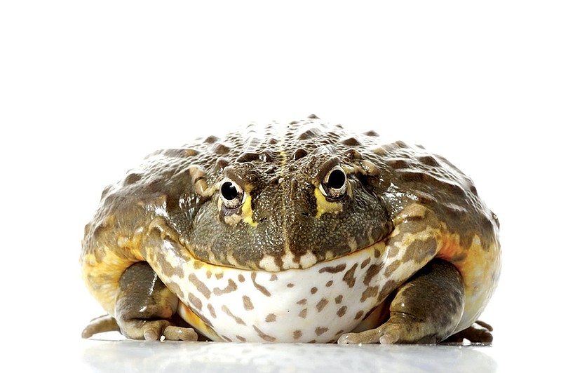 Courtesy Photo The African bullfrog is the largest amphibian in Africa. The olive-green frog can live up to 45 years and often weighs more than 5 pounds, although the female is typically half that size. The African bullfrog is one of the animals being featured at animal education events scheduled for next week at the Fayetteville and Rogers libraries.