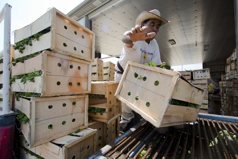 A worker loads vegetables onto food washing machine, Tuesday, July 8, 2014, at Marolda Farm in Vineland, N.J. Locally grown foods aren't just for farmers markets anymore. A growing network of companies and organizations is delivering food directly from local farms to institutions like hospitals and schools, eliminating middlemen from farm to fork. They are increasing profits for smaller farms and bringing consumers healthier foods.