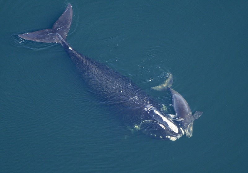 The Associated Press WILDLIFE AT RISK: At top, North Atlantic right whale swims with her calf in the Atlantic Ocean off the coast of the United States near the border between Florida and Georgia and a group of people watch a turtle swim to the ocean after rehabilitation. The Obama Administration is opening the Eastern Seaboard to offshore oil exploration for the first time in decades. The announcement made Friday also approved the use of sonic cannons to map the ocean floor identifying new oil and gas deposits in federal waters from Florida to Delaware. The sonic cannons pose real dangers for whales, fish and sea turtles.