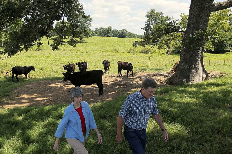 Arkansas Democrat-Gazette/BENJAMIN KRAIN --07/16/2014--
Avis and Len Cotton, parents of Republican Congressman Tom Cotton, work on their farm in Dardanelle in between helping their son with his upcoming US Senate campaign where he will be running against Democrat Mark Pryor. 