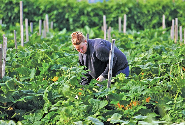 STAFF PHOTO JASON IVESTER Ashley Wise of Rogers picks zucchini and cucumbers June 26 on Dennis McGarrah&#8217;s Lowell farm.