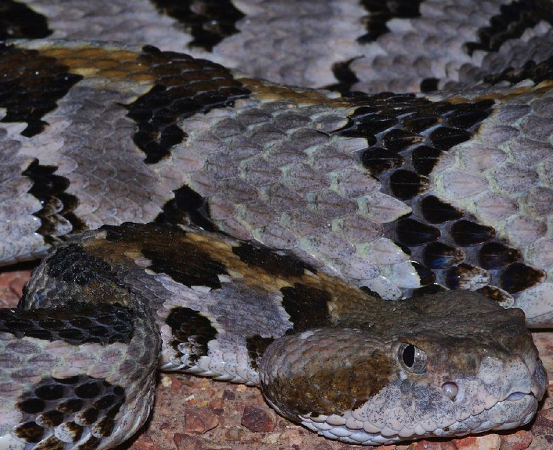 Special to the Democrat-Gazette/MIKE STEFFEN
Timber rattlesnake for ActiveStyle story about rattlesnake bites.