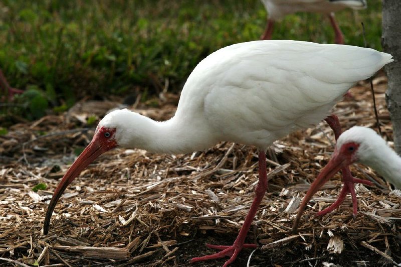 White Ibis; Lake Ouachita bird island; Photo special to the Democrat-Gazette by Jerry Butler