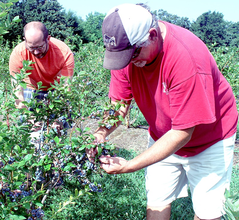 LYNN KUTTER ENTERPRISE-LEADER Steve Williams, left, with Teen Challenge Ranch in Morrow and Ron Jarvis pick blueberries at Jarvis&#8217; farm in Prairie Grove. Jarvis donated more than 100 gallons of blueberries this year to Teen Challenge and Life Ministries in Prairie Grove.