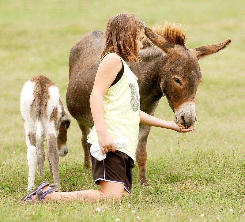 Aundrea Thurston, 8, feeds a Sicilian donkey at the Wild Wilderness Safari on Friday. The donkey&#8217;s colt stands by. Photos by Randy Moll